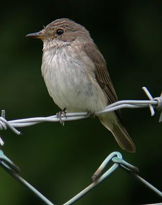 Spotted Flycatcher (Muscicapa striata)