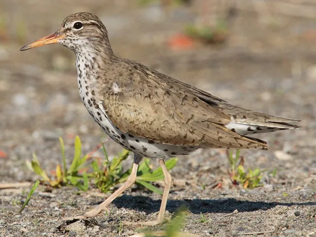 Spotted Sandpiper (Actitis macularius)