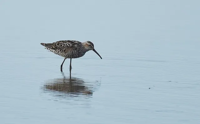 Stilt Sandpiper (Calidris himantopus)