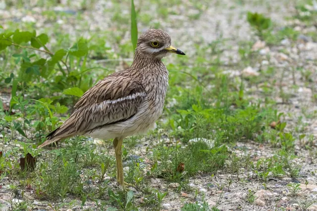 Stone-curlew (Burhinus oedicnemus)