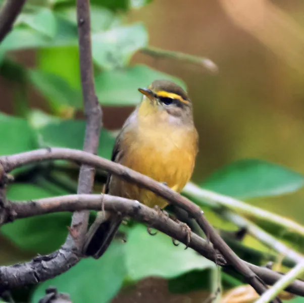 Sulphur-bellied Warbler (Phylloscopus griseolus)
