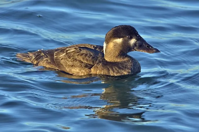 Surf Scoter (Melanitta perspicillata)