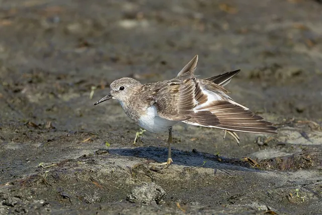 Temminck's Stint (Calidris temminckii)