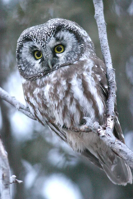 Tengmalm's Owl (Aegolius funereus)