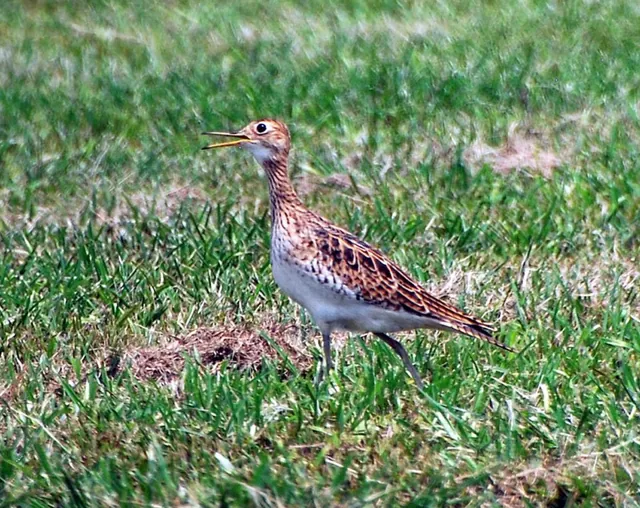 Upland Sandpiper (Bartramia longicauda)