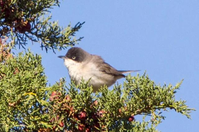 Western Orphean Warbler (Curruca hortensis)