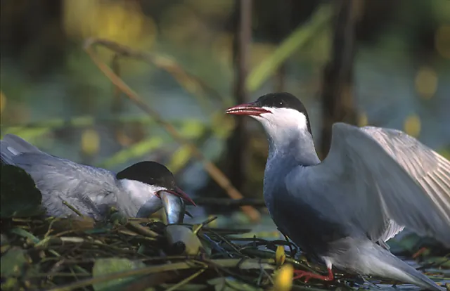 Whiskered Tern (Chlidonias hybrida)