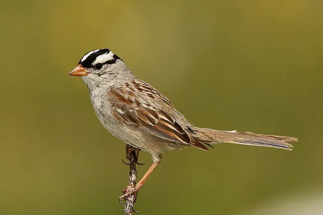 White-crowned Sparrow (Zonotrichia leucophrys)