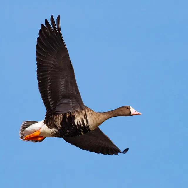 White-fronted Goose (Anser albifrons)