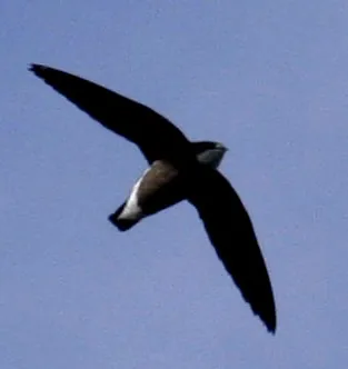 White-throated Needletail (Hirundapus caudacutus)