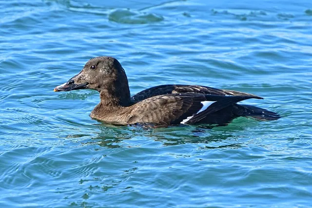 White-winged Scoter (Melanitta deglandi)