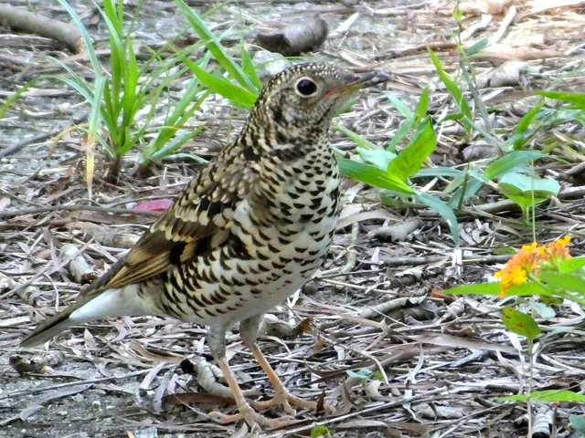 White's Thrush (Zoothera aurea)