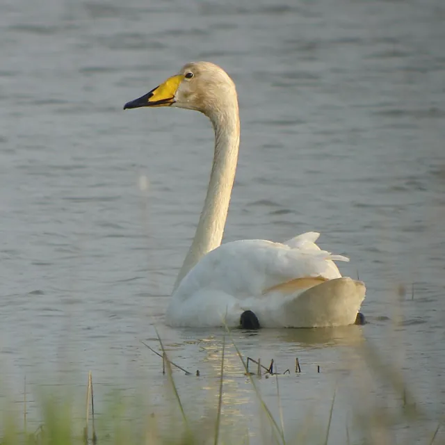 Whooper Swan (Cygnus cygnus)