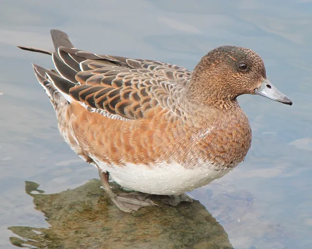 Wigeon (Mareca penelope)