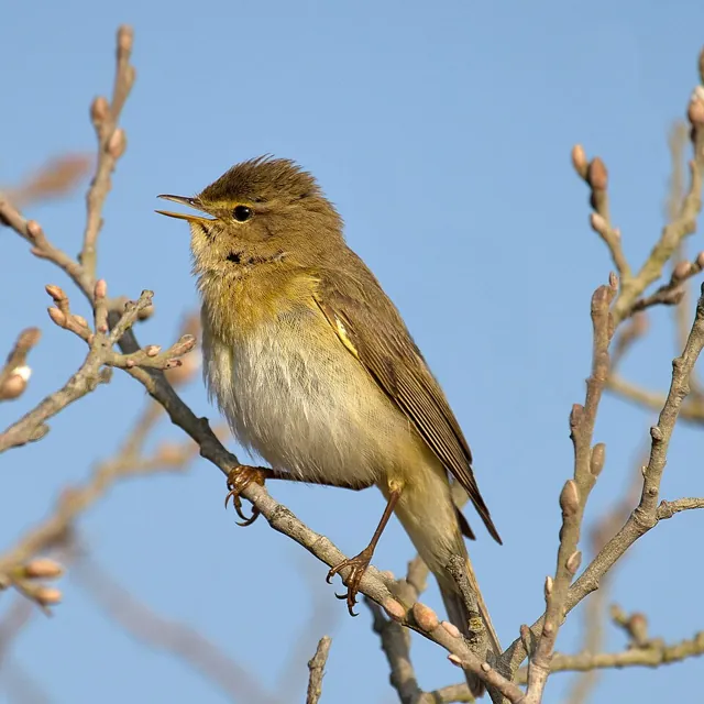 Willow Warbler (Phylloscopus trochilus)