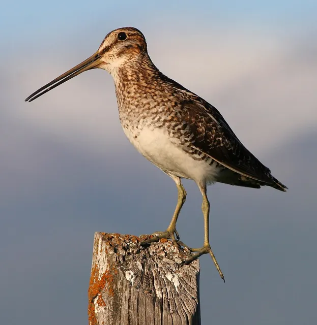 Wilson's Snipe (Gallinago delicata)