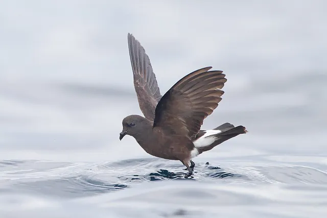 Wilson's Storm-petrel (Oceanites oceanicus)