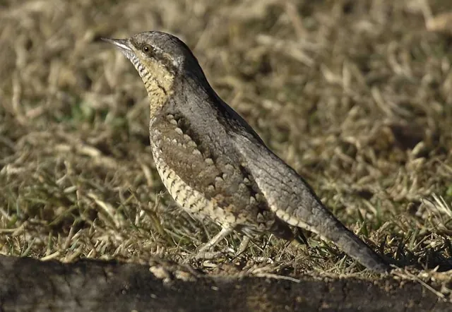 Wryneck (Jynx torquilla)