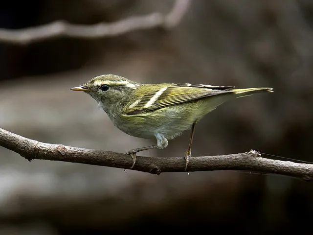 Yellow-browed Warbler (Phylloscopus inornatus)